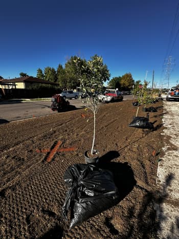 Planting trees along West Tennessee Ave Greenway